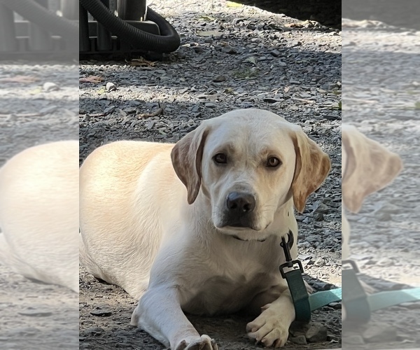 Medium Photo #1 Labrador Retriever Puppy For Sale in DINGMANS FERRY, PA, USA