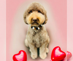 Small Photo #31 Goldendoodle Puppy For Sale in GREENBRIER, AR, USA