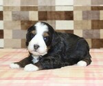 Small #2 Bernedoodle (Miniature)
