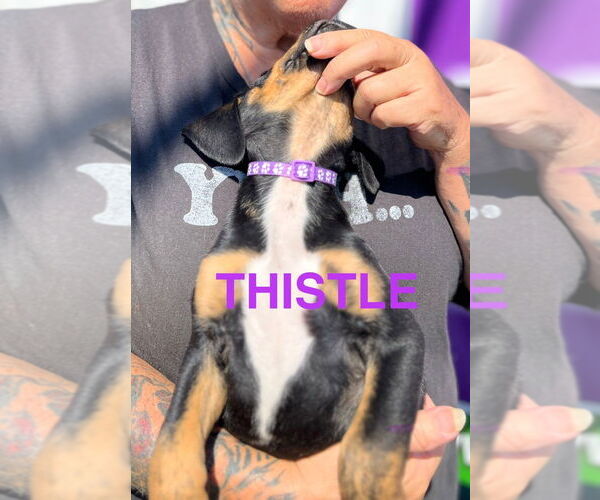 Medium Photo #3 Mutt Puppy For Sale in Mooresville, NC, USA