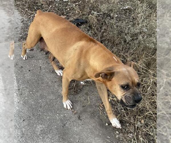 Medium Photo #1 Boxer-Unknown Mix Puppy For Sale in San Antonio, TX, USA