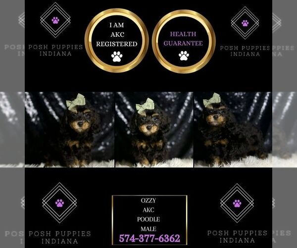 Medium Photo #6 Poodle (Miniature) Puppy For Sale in WARSAW, IN, USA