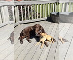 Small #3 Rat-Cha