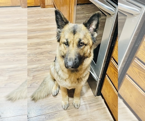 Medium Photo #8 German Shepherd Dog Puppy For Sale in TOLEDO, IL, USA