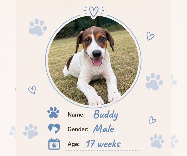 Medium Photo #2 Dachshund-Unknown Mix Puppy For Sale in NYC, NY, USA
