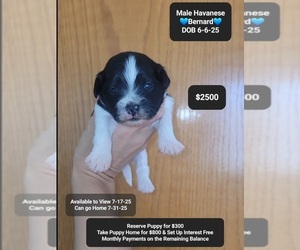 Havanese Puppy for sale in TUCSON, AZ, USA