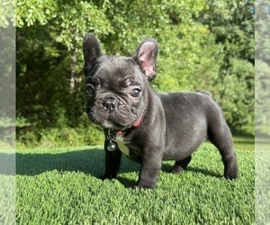 French Bulldog Puppy for sale in LOCUST GROVE, GA, USA