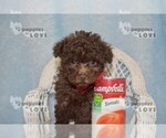 Small Photo #11 Poodle (Toy) Puppy For Sale in SANGER, TX, USA