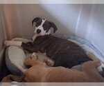 Small #3 American Pit Bull Terrier Mix