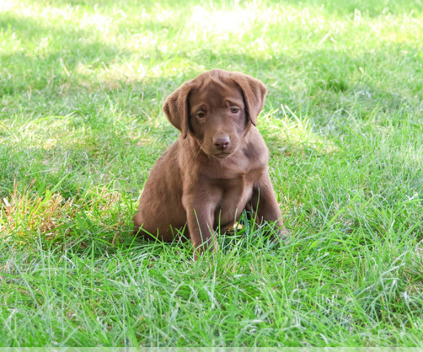 Medium Photo #13 Labrador Retriever Puppy For Sale in SYRACUSE, IN, USA