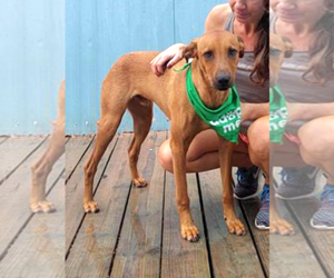 Professor Red - Male Labrador Retriever-Unknown Mix Dog for Adoption - Photo #10