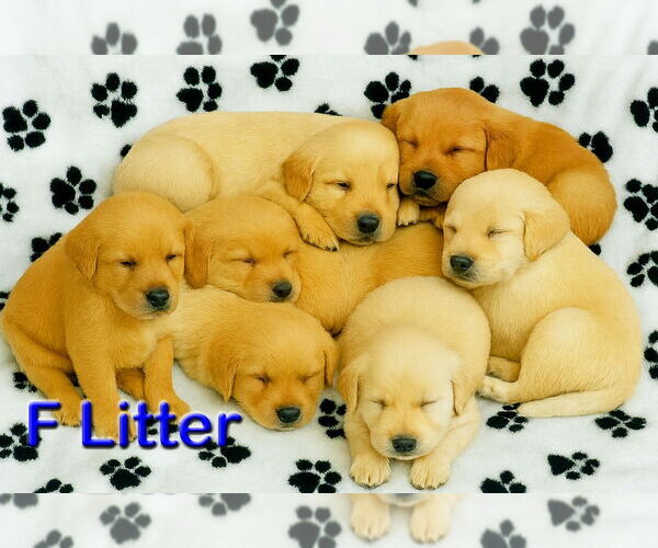 Medium Photo #2 Golden Retriever Puppy For Sale in Grovertown, IN, USA