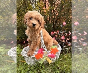 Cockapoo Puppy for sale in MIDDLEBURY, IN, USA