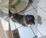Small Photo #1 Shih Tzu Puppy For Sale in JONESVILLE, MI, USA