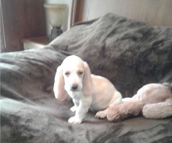 Medium Photo #6 Basset Hound Puppy For Sale in TARPON SPGS, FL, USA