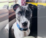 Small #2 Catahoula Leopard Dog Mix