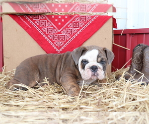 Bulldog Puppy for sale in SHILOH, OH, USA