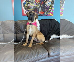 Mutt Dogs for adoption in Goodyear, AZ, USA