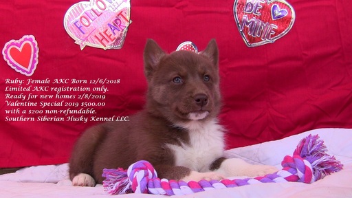 Medium Photo #7 Siberian Husky Puppy For Sale in LAURENS, SC, USA