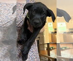 Small #1 Labrador Retriever Mix
