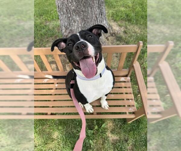 Medium Photo #1 Mutt Puppy For Sale in Center Township, PA, USA