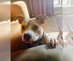 Small #2 Staffordshire Bull Terrier Mix