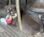 Small Photo #17 Miniature American Shepherd Puppy For Sale in NOLENSVILLE, TN, USA