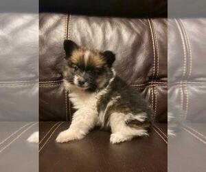 Paperanian Puppy for sale in FINLAYSON, MN, USA