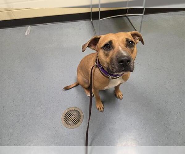 Medium Photo #1 American Pit Bull Terrier-Labrador Retriever Mix Puppy For Sale in Denver, CO, USA