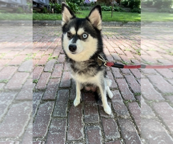 Medium Photo #1 Pomsky Puppy For Sale in BLOOMINGTON, IL, USA