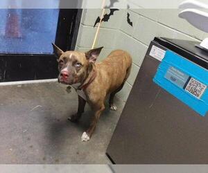 Mutt Dogs for adoption in Tulsa, OK, USA