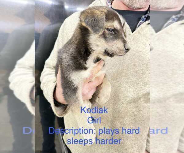Medium Photo #1 Gerberian Shepsky Puppy For Sale in Aurora, IN, USA
