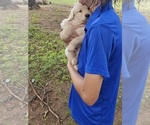 Small #4 Golden Retriever