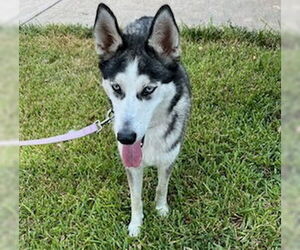 Xena #blue-eyed-beauty - Female Siberian Husky-Unknown Mix Dog for Adoption - Photo #6