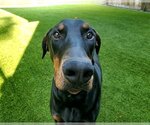 Small Photo #2 Doberman Pinscher Puppy For Sale in Raleigh, NC, USA