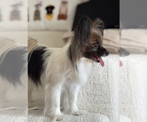 Mother of the Papillon puppies born on 01/11/2026