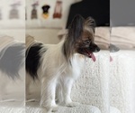 Small Photo #1 Papillon Puppy For Sale in BROOKLYN, NY, USA