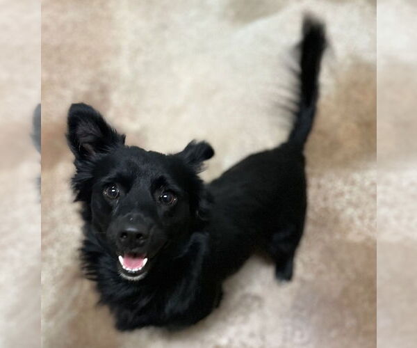 Medium Photo #2 Mutt Puppy For Sale in Salinas, CA, USA