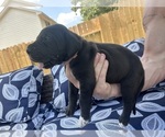 Small #2 Great Dane