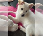 Puppy Maroon Girl German Shepherd Dog-Siberian Husky Mix
