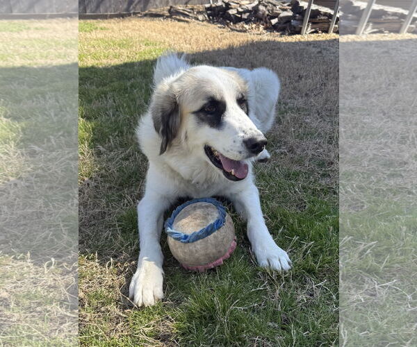 Medium Photo #4 Great Pyrenees Puppy For Sale in Dallas, TX, USA