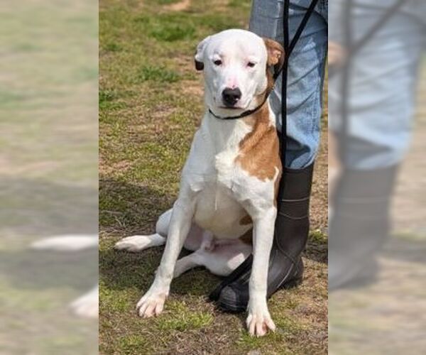 Medium Photo #6 Mutt Puppy For Sale in Rockaway, NJ, USA