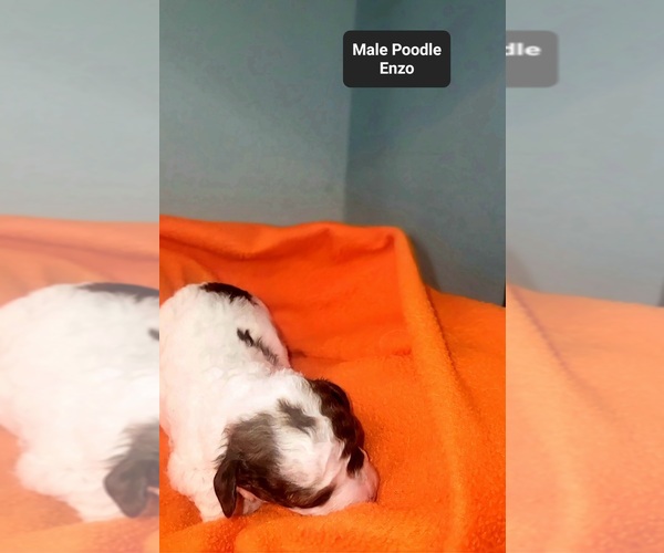 Medium Photo #2 Poodle (Toy) Puppy For Sale in TUCSON, AZ, USA