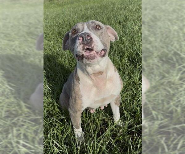 Medium Photo #2 Mutt Puppy For Sale in Rosenberg, TX, USA