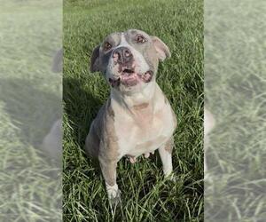 BEATRICE - Female Mutt Dog for Adoption - Photo #2