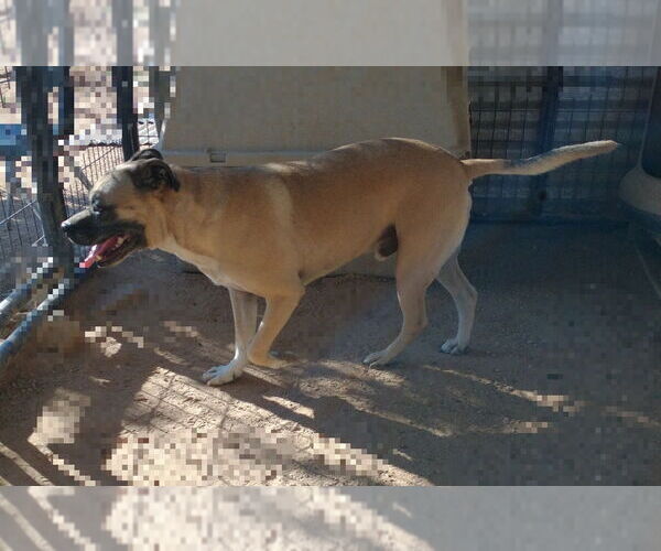 Medium Photo #9 American Staffordshire Terrier-Boxer Mix Puppy For Sale in Apple Valley, CA, USA