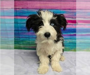 Maltese-Unknown Mix Dogs for adoption in Lakewood, CO, USA