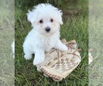 Small #1 Maltese