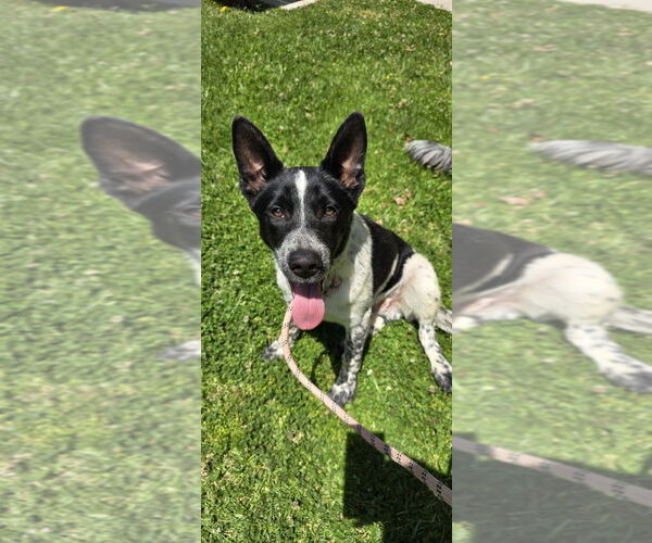 Medium Photo #5 Mutt Puppy For Sale in Newport Beach, CA, USA
