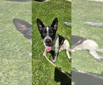 Small #4 Mutt